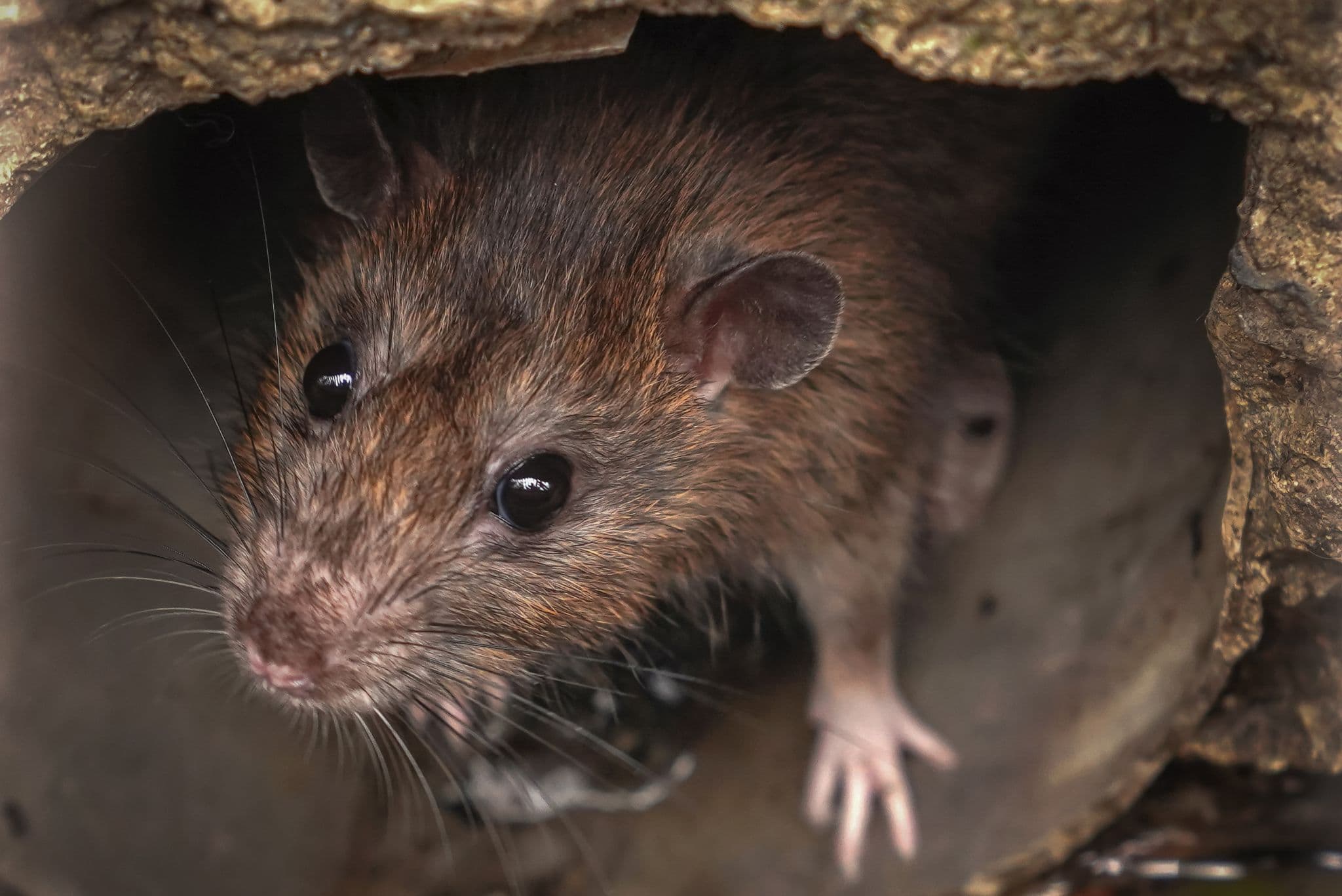 Rats In A Drain Pipe - CCTV Pest Surveys