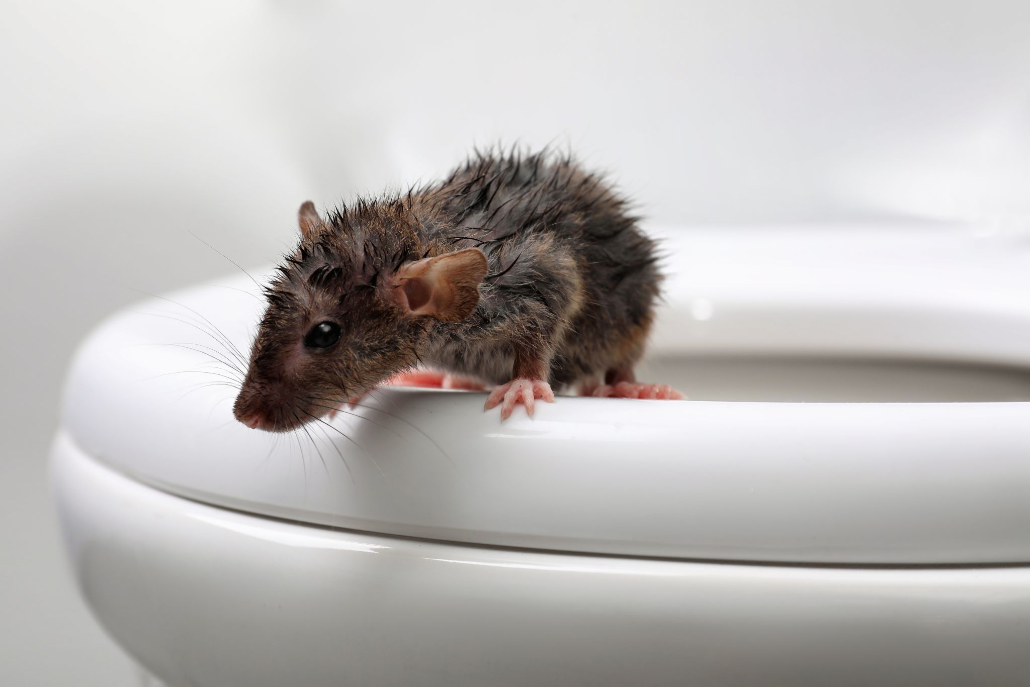 rats in a drain pipe cctv pest surveys